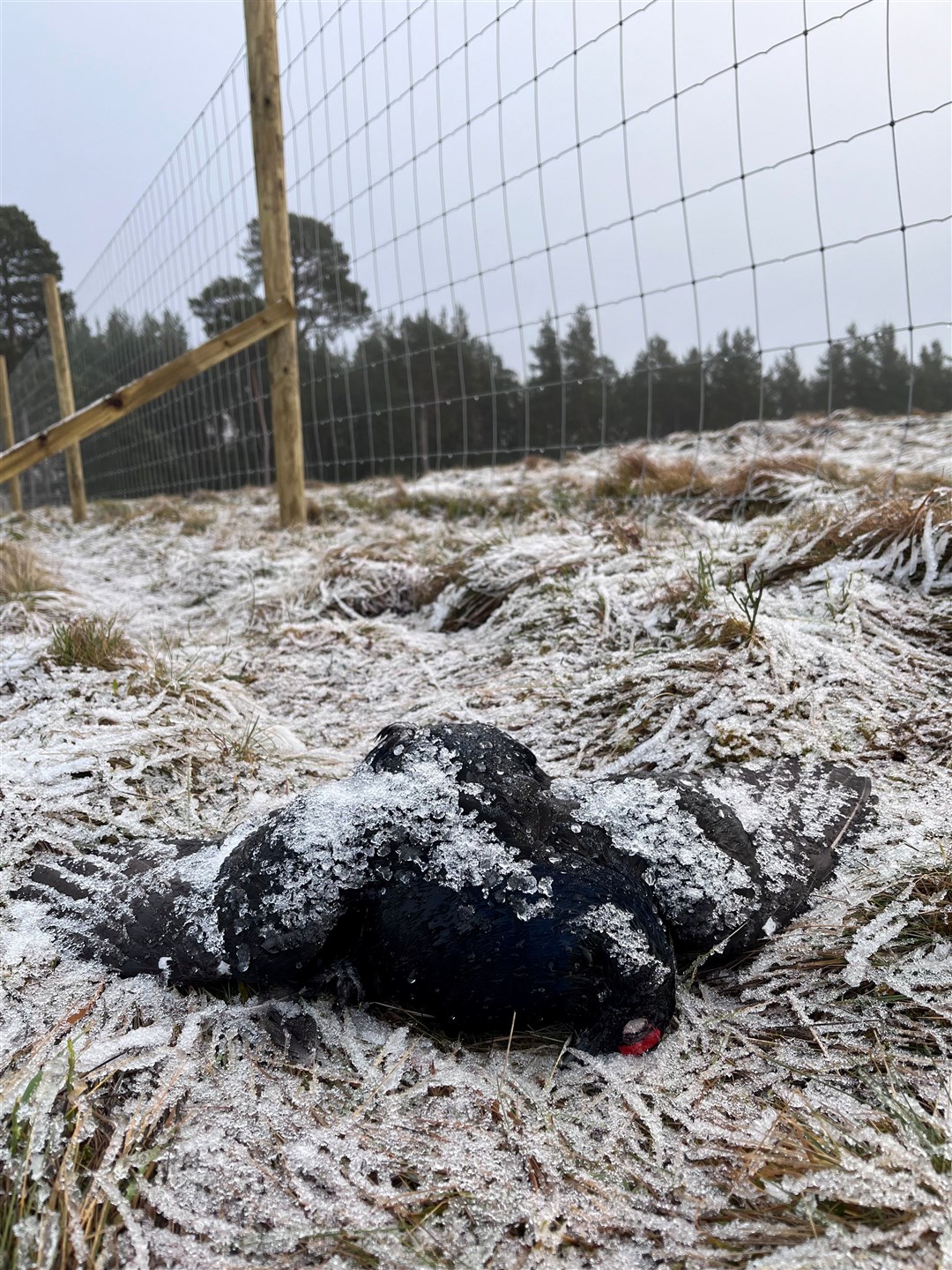 A dead male black grouse (also known as black cock) killed after hitting the new deer fence at Muckrach which is unmarked.