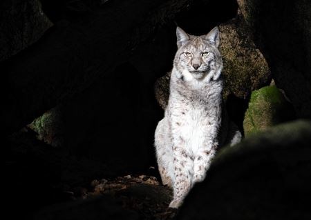 Eurasian Lynx, Lynx, Lynx UK Trust, Glenfeshie