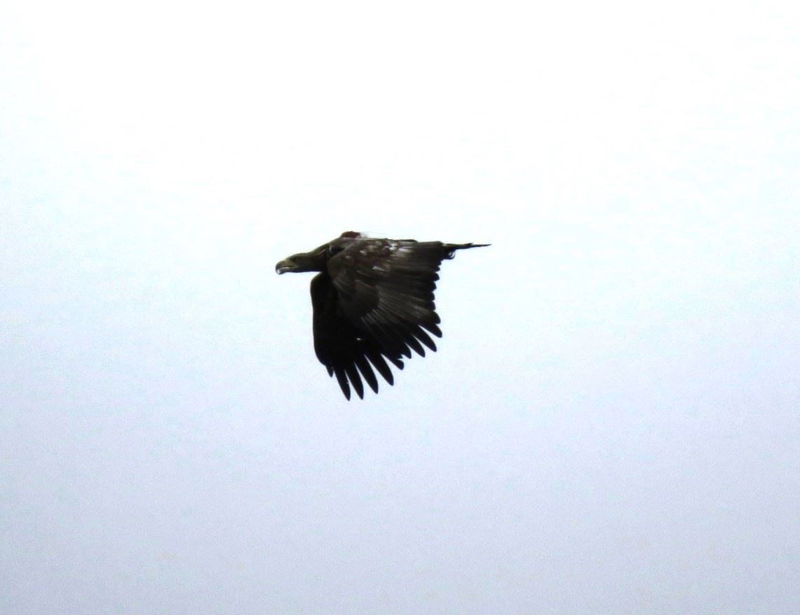 A white-tailed (sea) eagle caught on camera by Dave Pierce