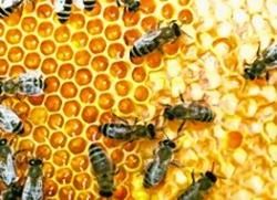 A warning has gone out to Moray bee keepers.