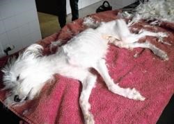 Paddy when the SSPCA found him