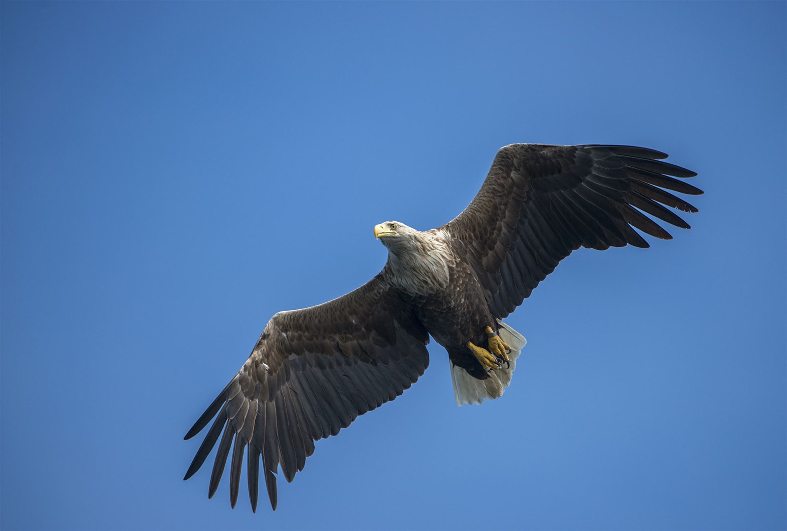 White tailed sea eagle Haliaeetus albicilla, adult in flight, Isle of Mull, Scotland, June