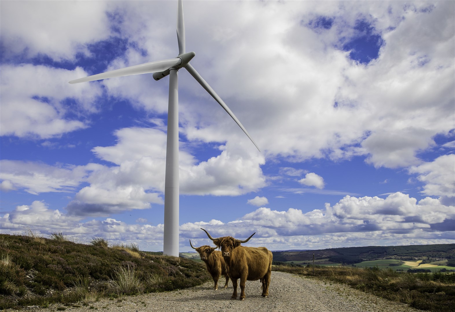 RES' Hill of Towie Wind Farm, Scotland. ©KeithArkins