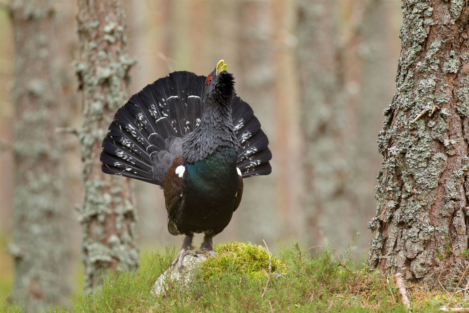 Capercaillie (Tetrao urogallus) adult male displaying in a pine forest in the Cairngorms National Park.