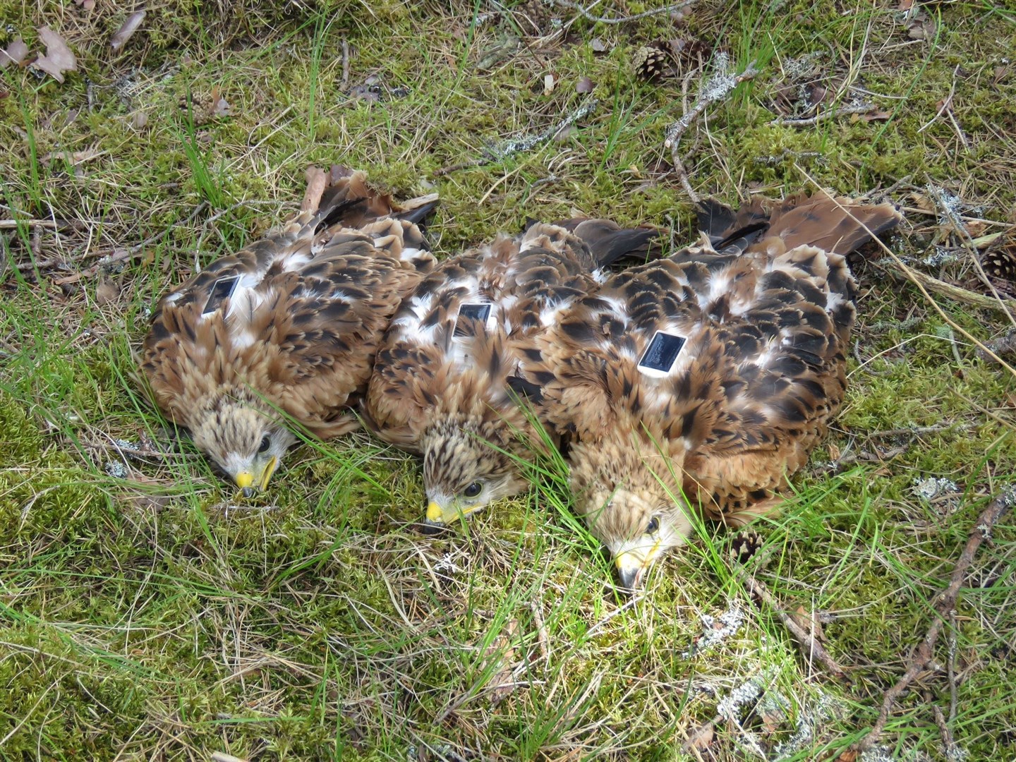 The red kite with its siblings, featured in the Strathy in 2019