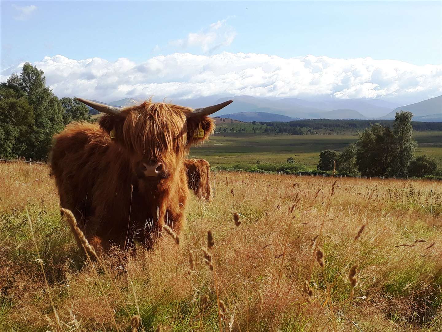 THE REAL DEAL: A Highland cow in an idyllic setting at Lynbreck Croft earlier this year.