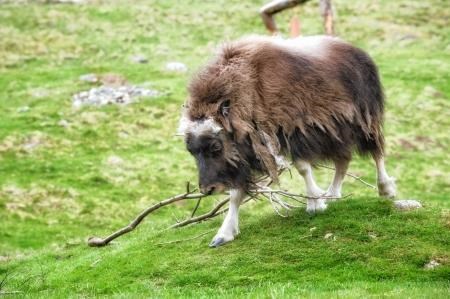 Boeuf the musk ox has turned one year old today