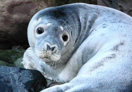 Grey Seal Pup, Seal Pups, Seals, SSPCA, Scottish SPCA, Scottish Society for the Prevention of Cruelty to Animals, Harry Potter