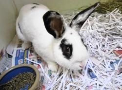 Gregory is still without a home after 10 months in the care of the Scottish SPCA. Photograph supplied by Scottish SPCA.