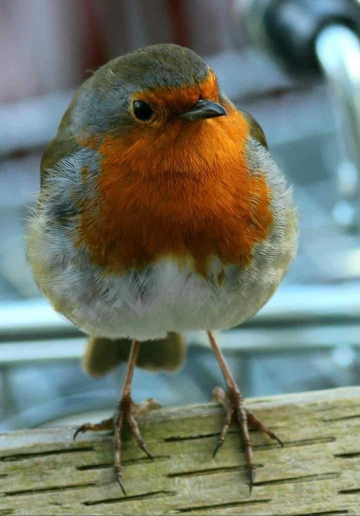 The little robin that has taken up residence at the Aldi store in Aviemore is to be released into the wild.