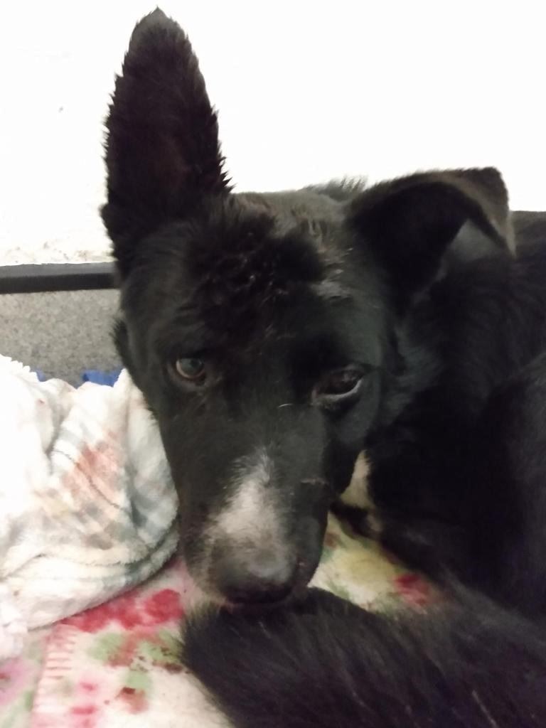 Jake a short time after he was discovered in the Highlands close to death.