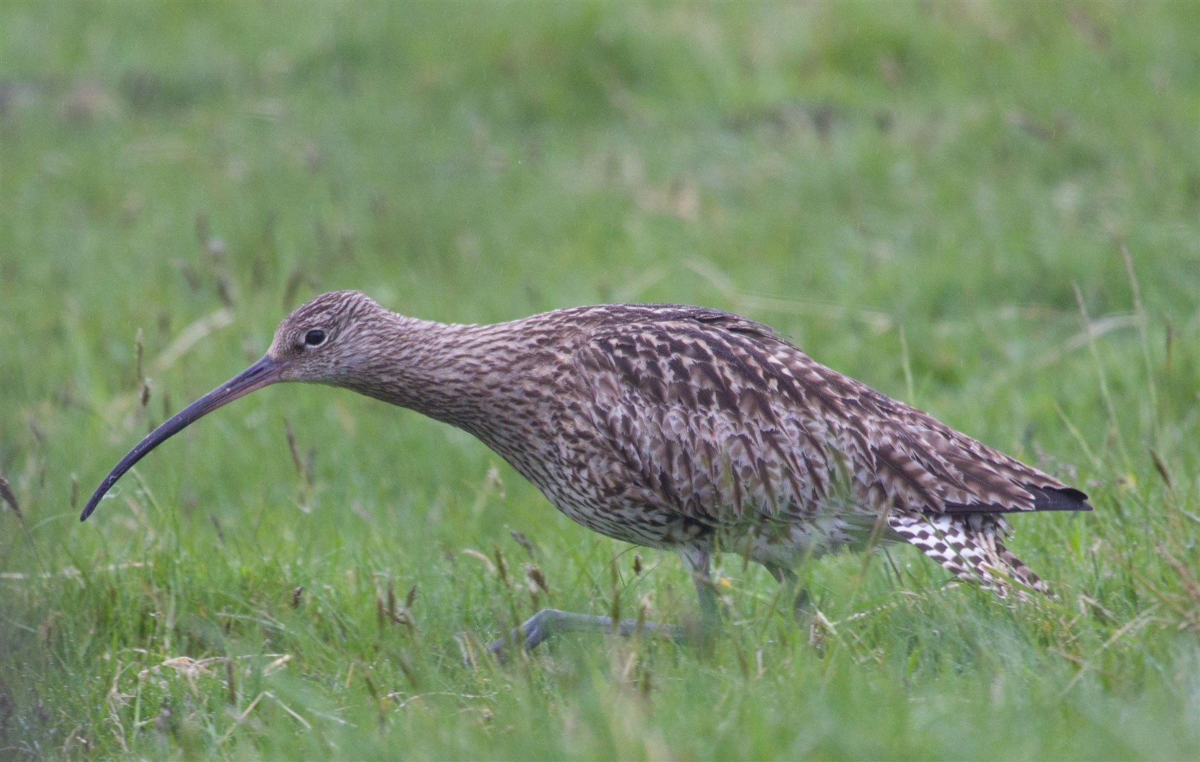 Curlew close up (Ian Francis)