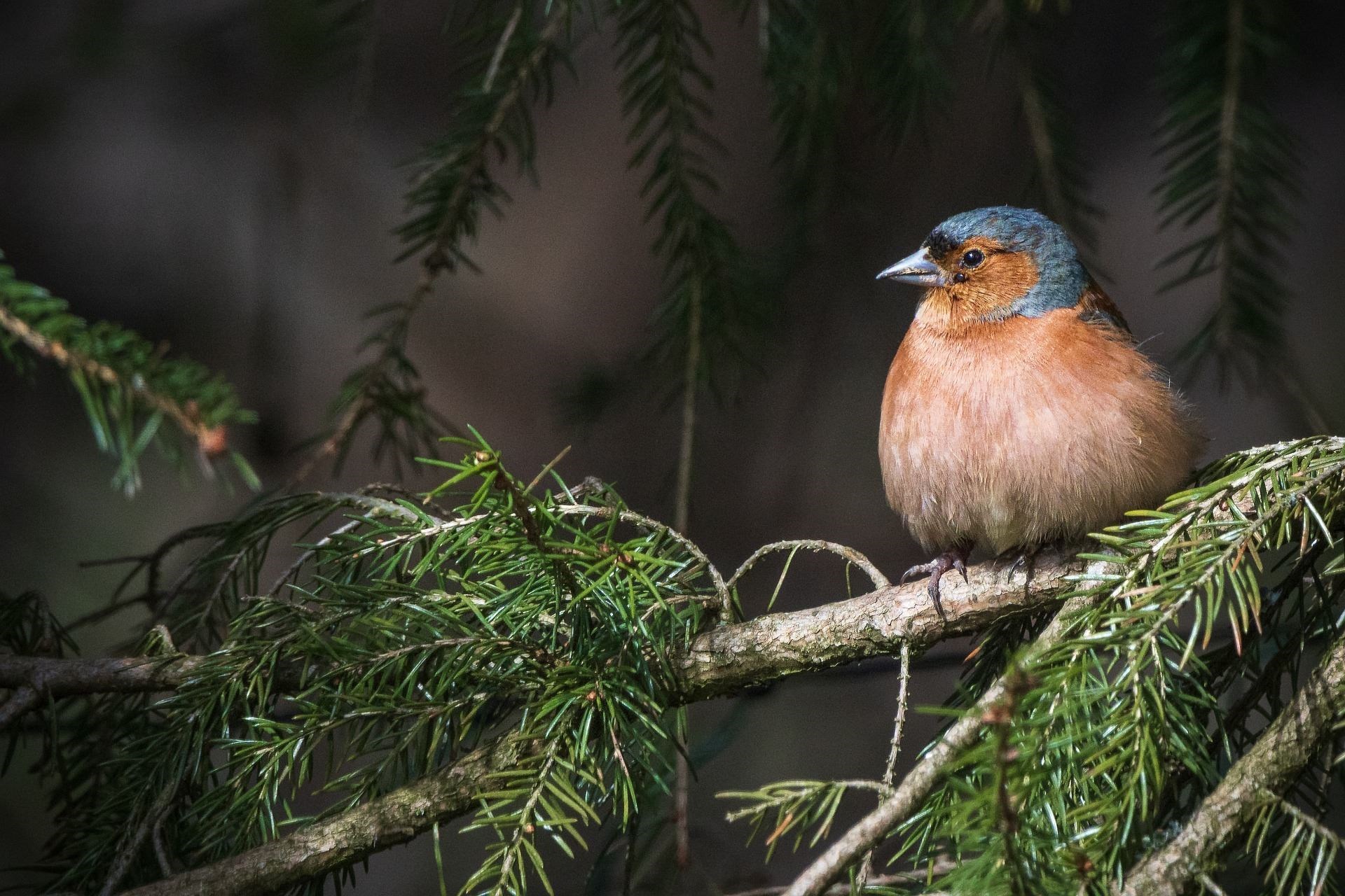 Chaffinch. Picture: Marcia O’Hara