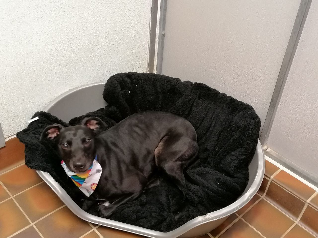 David the lurcher with donated blankets. Picture: Scottish SPCA.