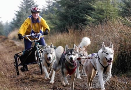 A musher in action on a three wheeled rig at last year's competition