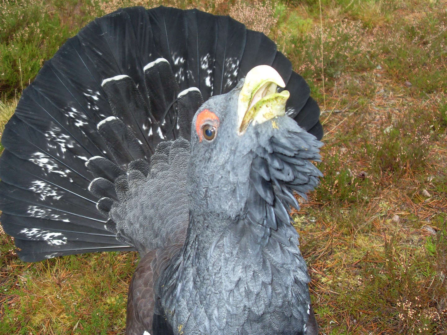 A capercaillie - one of the best known natives of the Glenmore Forest.