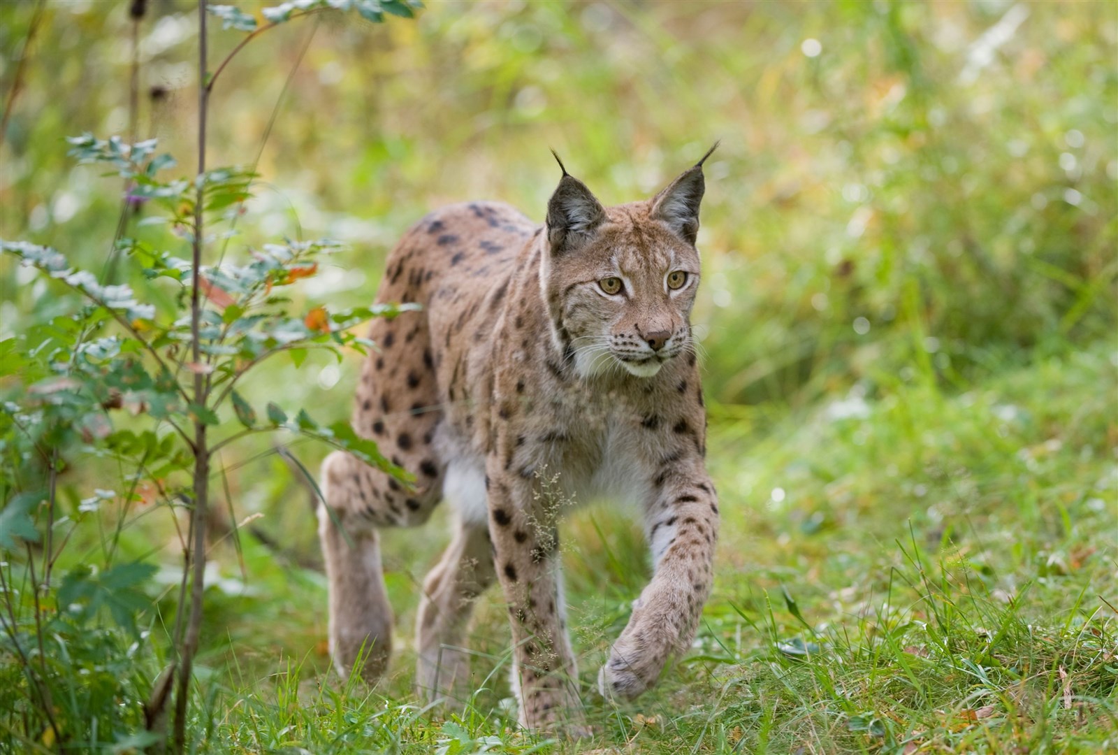 European lynx (Felis lynx) adult female walking through woodland in late summer(captive). Norway, September 2009 (Scotland: The Big Picture)