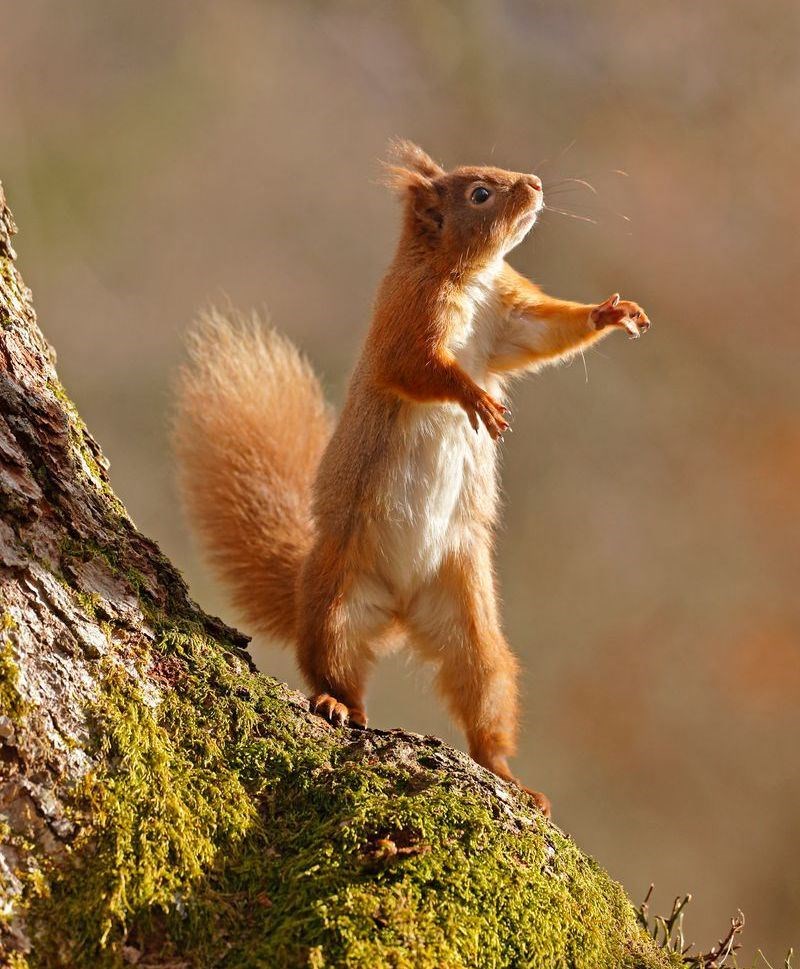 STAR TURN: Red squirrels are thriving after the boost to their habitat