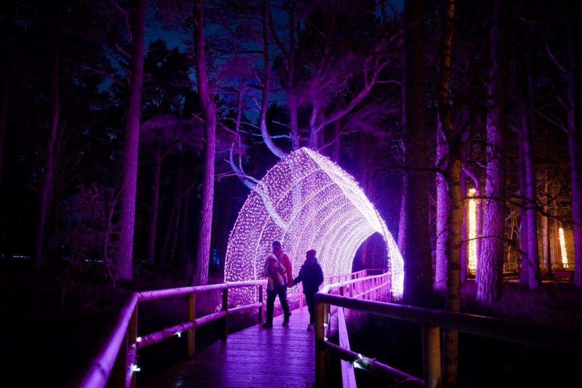 SEEING THE WOOD FOR THE TREES: Magic sights at Landmark Forest Adventure Park