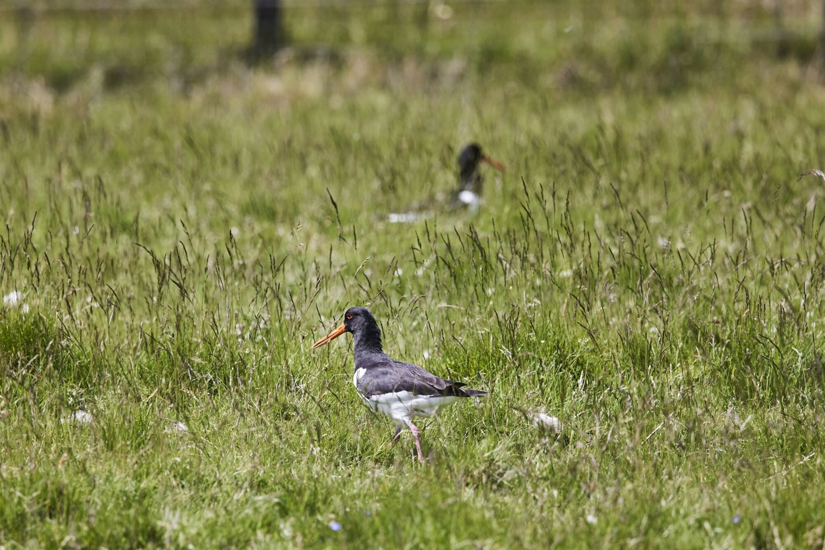 Adult oyster catchers