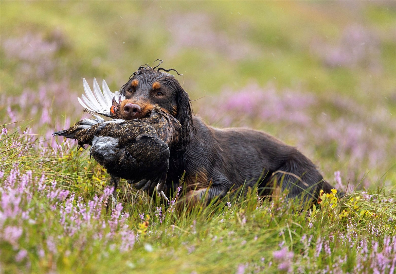 A gundog retrieves a grouse shot on a hillside moor