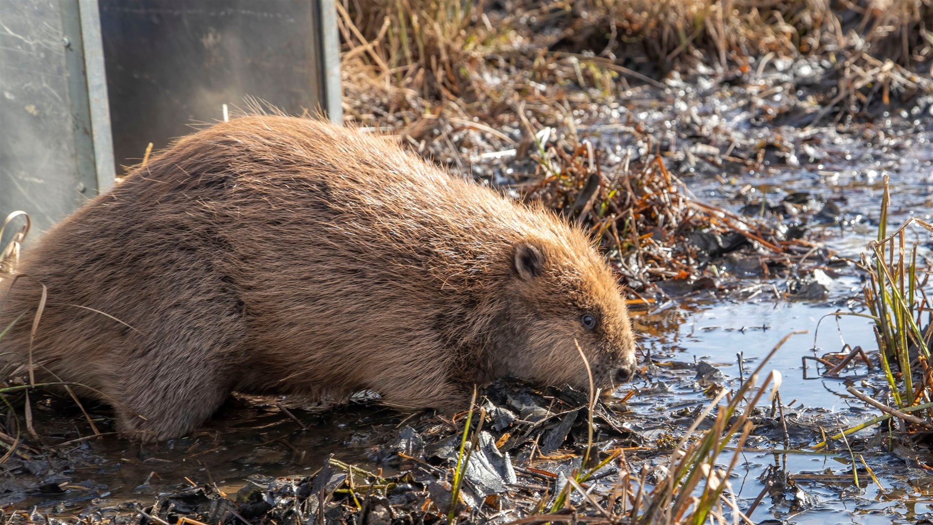 A juvenile beavers is released at Insh Marshes national nature reserve. Picture: Beaver Trust.