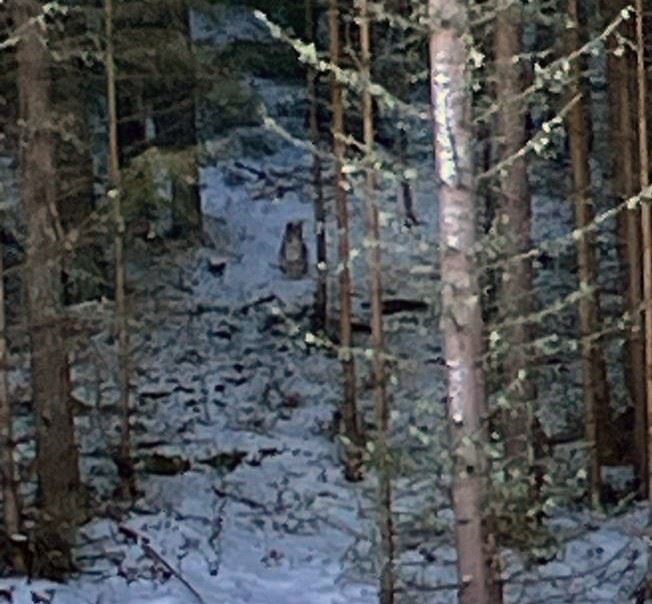 One of the lynx watches its pursuers in woodland. Picture: RZSS