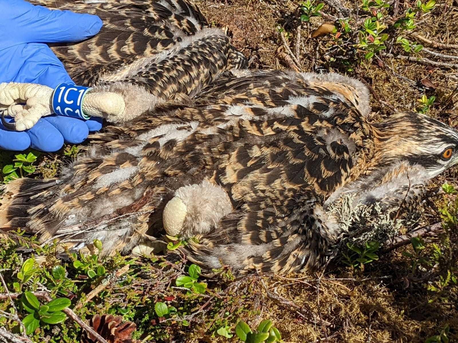 Female osprey chick showing Darvic ring. Picture: RSPB Scotland