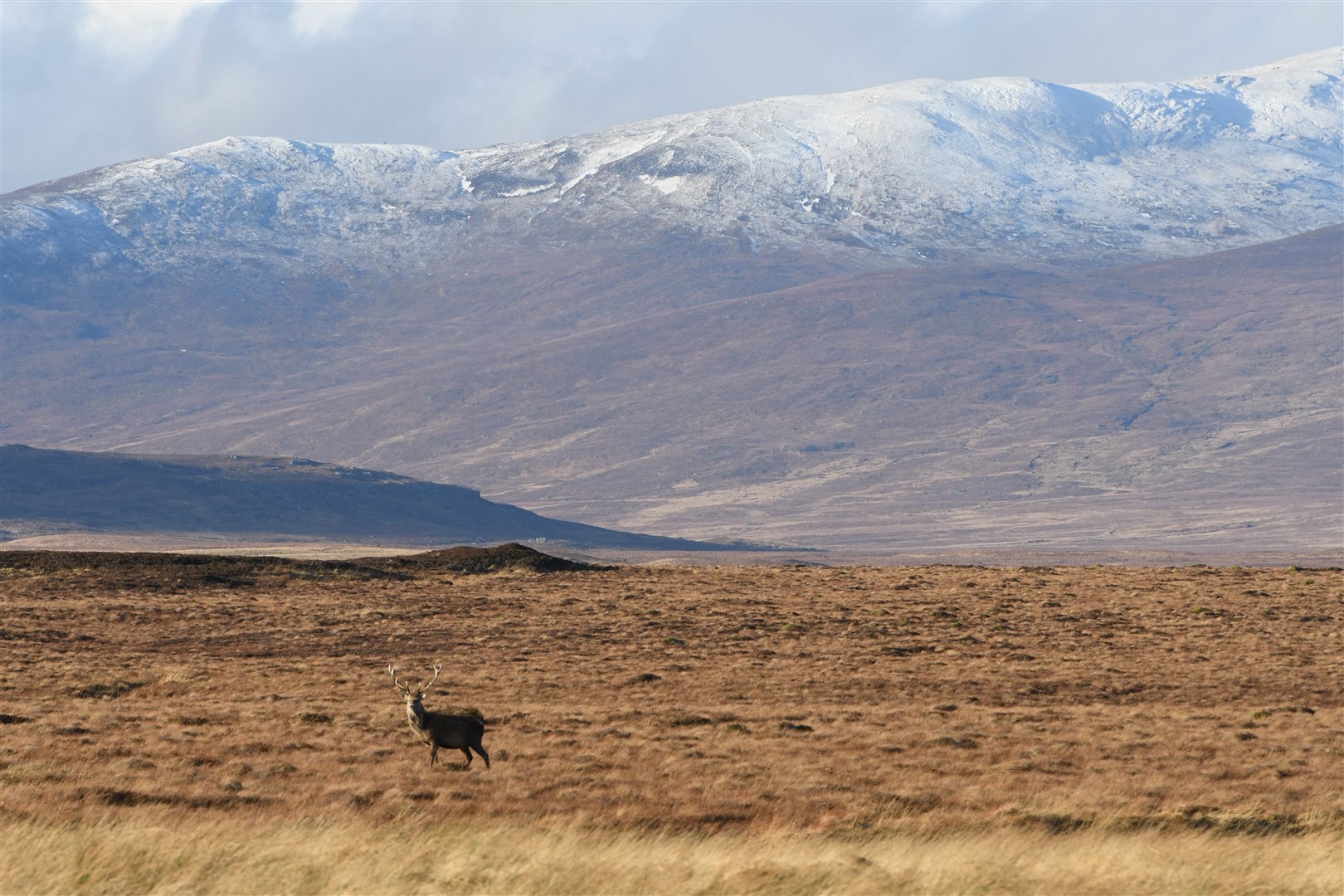 Deer in the highlands, by SGA Media