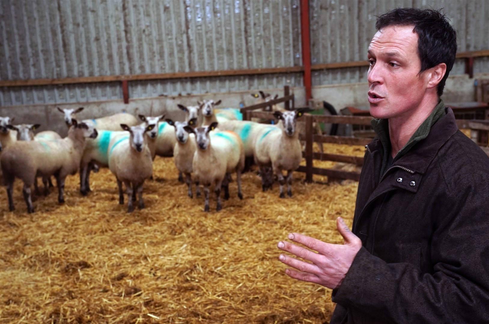 Thomas Carrick tends to his flock of sheep at High Crossgill Farm in Alston Moor, Cumbria (Owen Humphreys/PA)