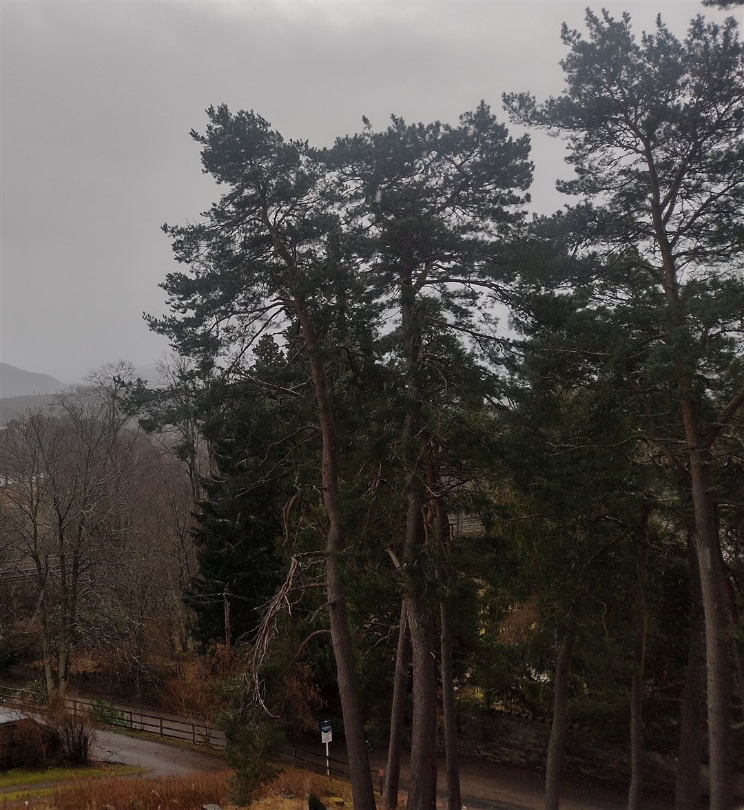 FRONT LINE: Trees across the strath are taking the brunt of this morning's storm