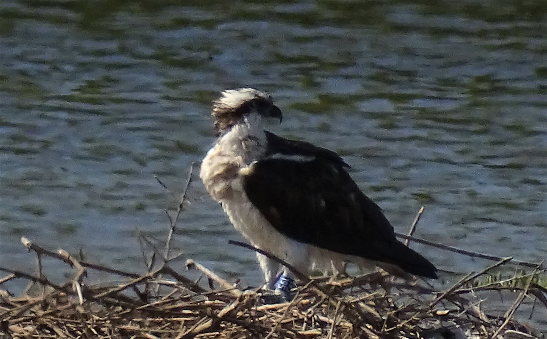 Osprey 195 hatched and fledged in Strathspey was snapped by French amateur ornithologist Jean-Marie Dupart. Photo: Jean-Marie Dupart.