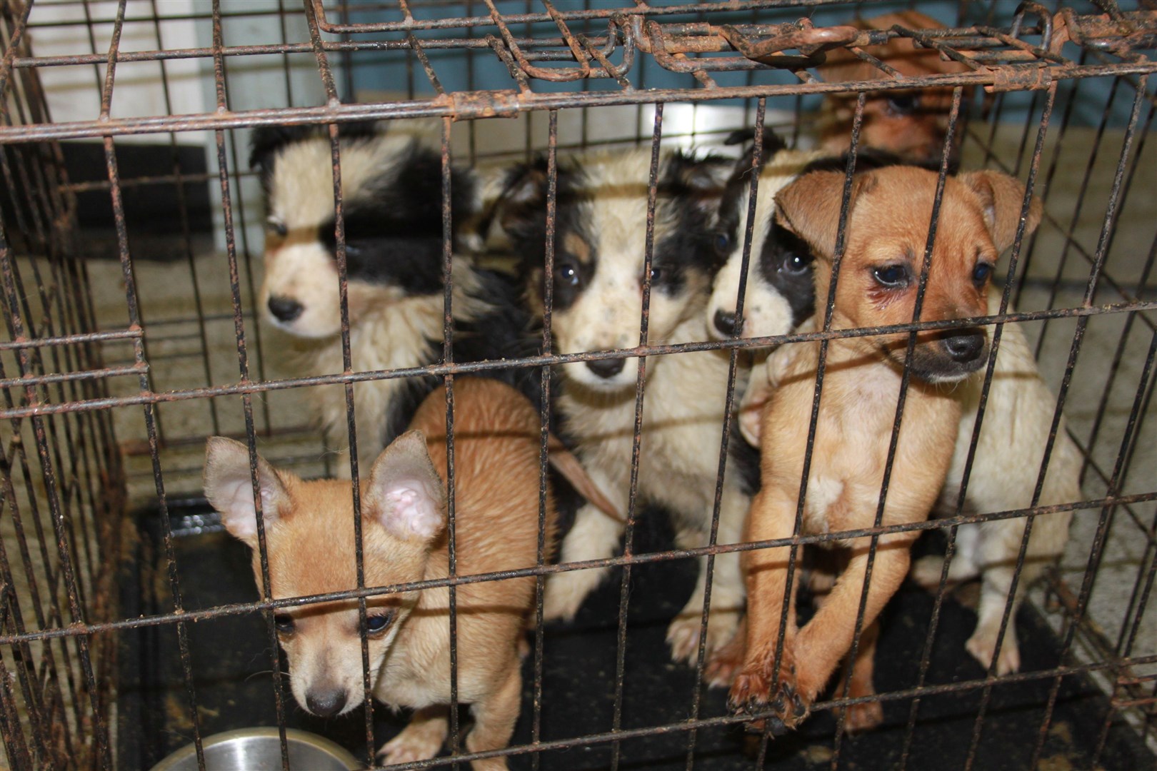 New-born dogs raised in illegal puppy farms are often left in small cages and suffer ill-health as a consequence.
