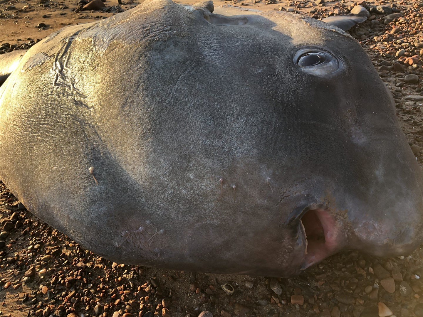 An Ocean Sunfish washed up on Rosemarkie beach.