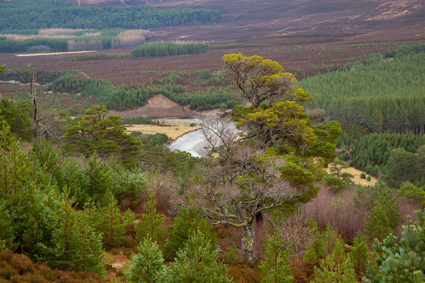 Naturally regenerated native woodlands on Glenfehie Estate.