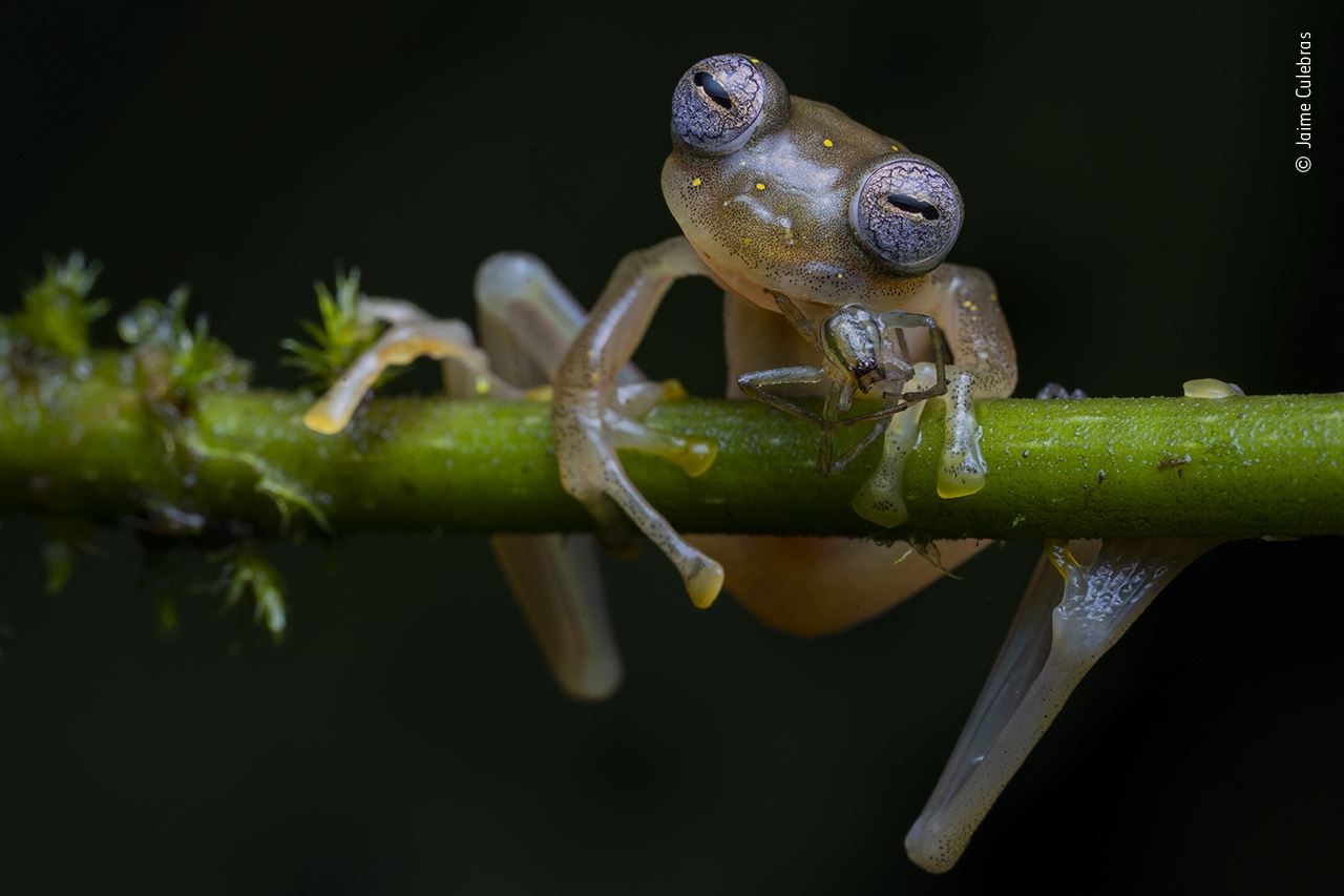 (Jaime Culebras/Wildlife Photographer of the Year 2020/PA)
