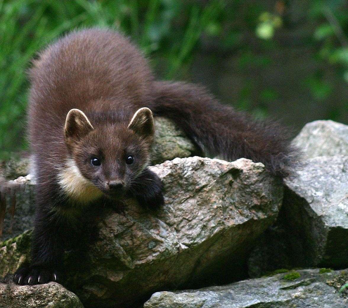 CNPA board member John Kirk pinpointed the pine marten as the cause of the failure of capercaillie numbers to recover despite millions of pounds being spent trying to revive the species. Picture: David Lambie