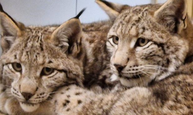 The hunt is on but this time for a new home for the lynx released in the Cairngorms.