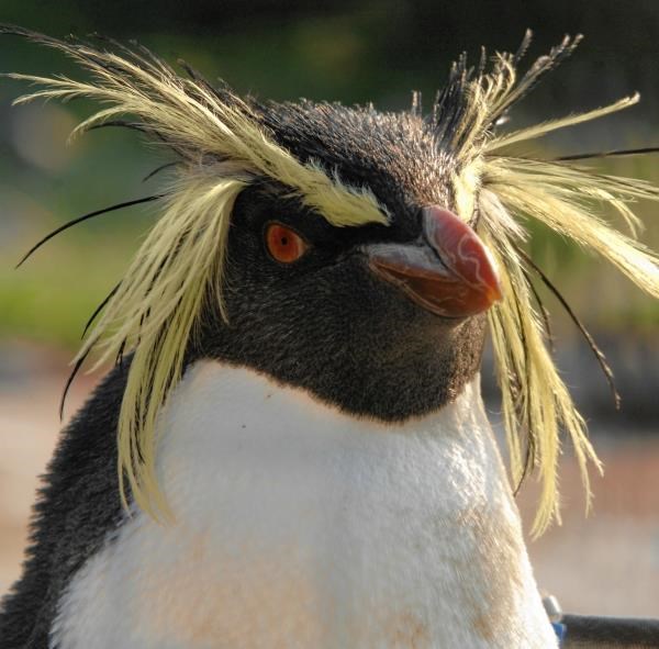 A rockhopper penguin - a favourite with adopters