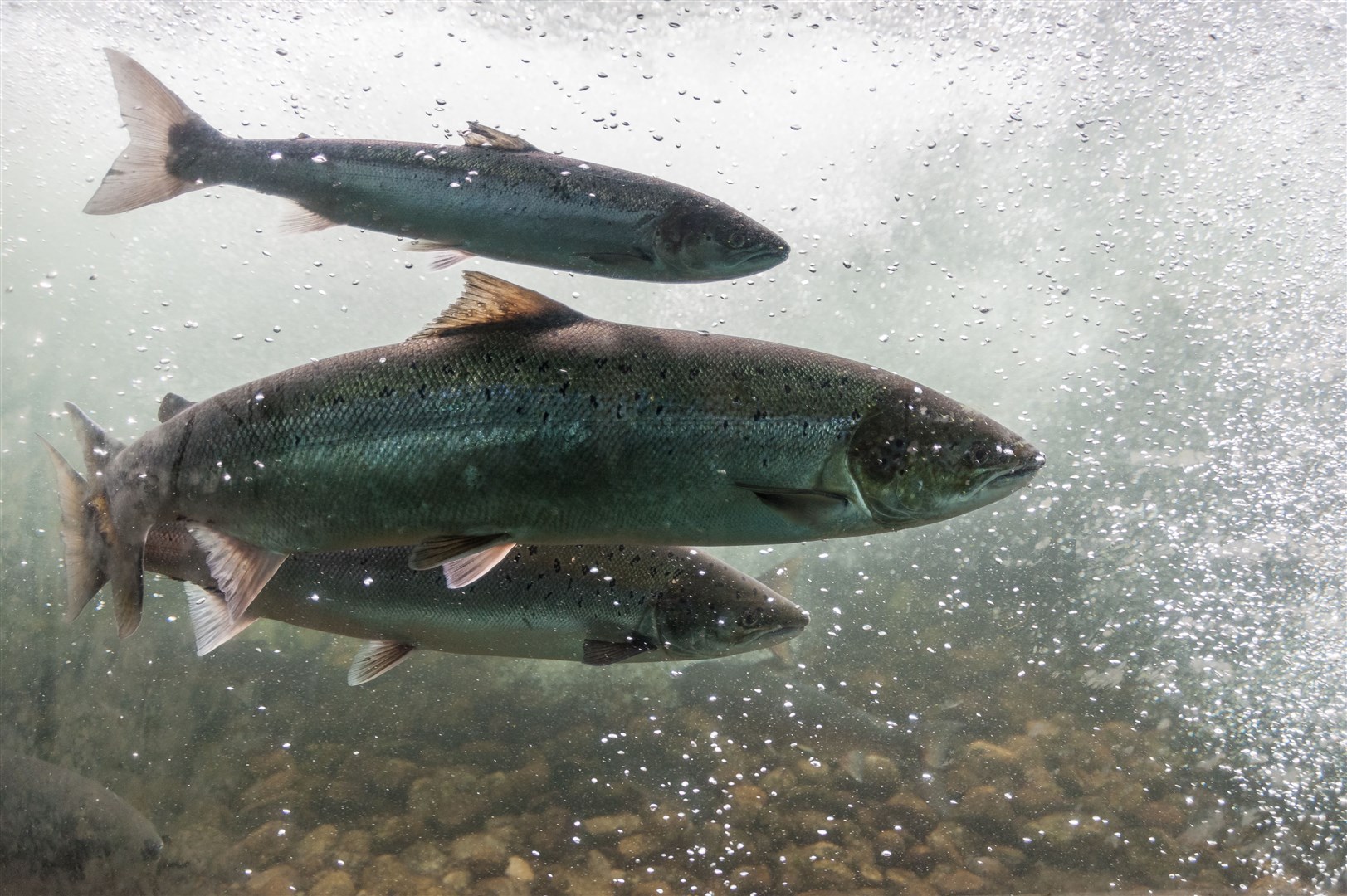 The River Spey is protected in part because of its importance for Atlantic salmon.