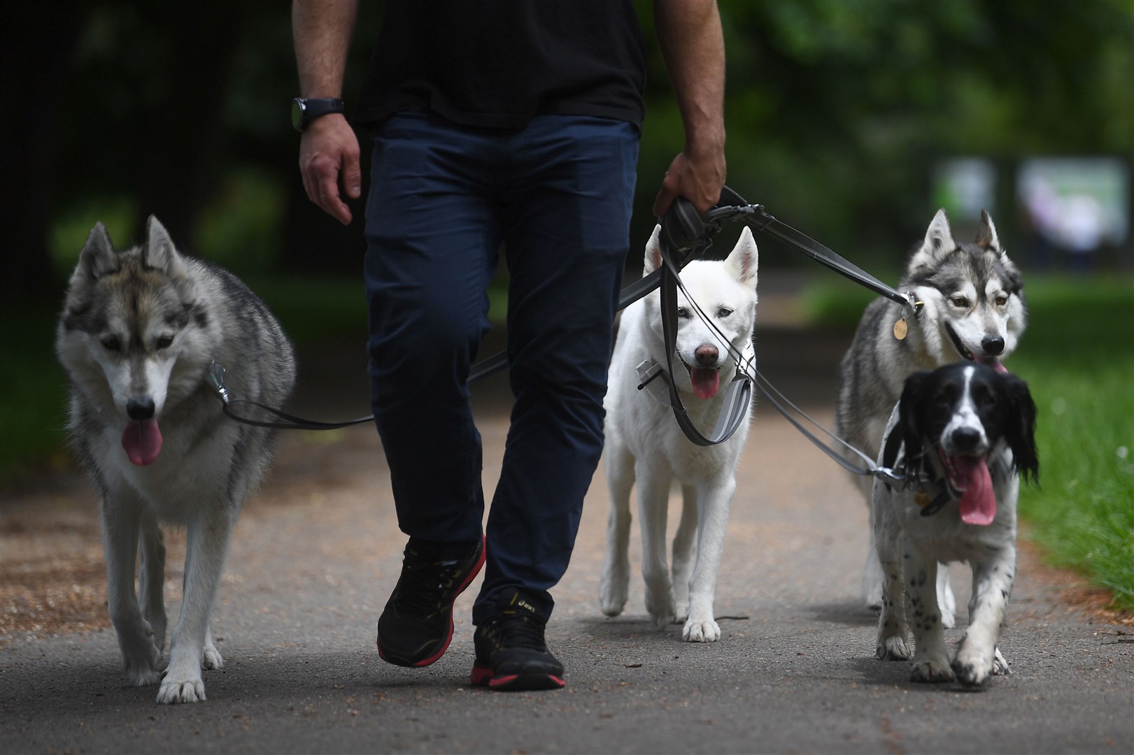 There are around 12 million pet dogs in the UK (Victoria Jones/PA)