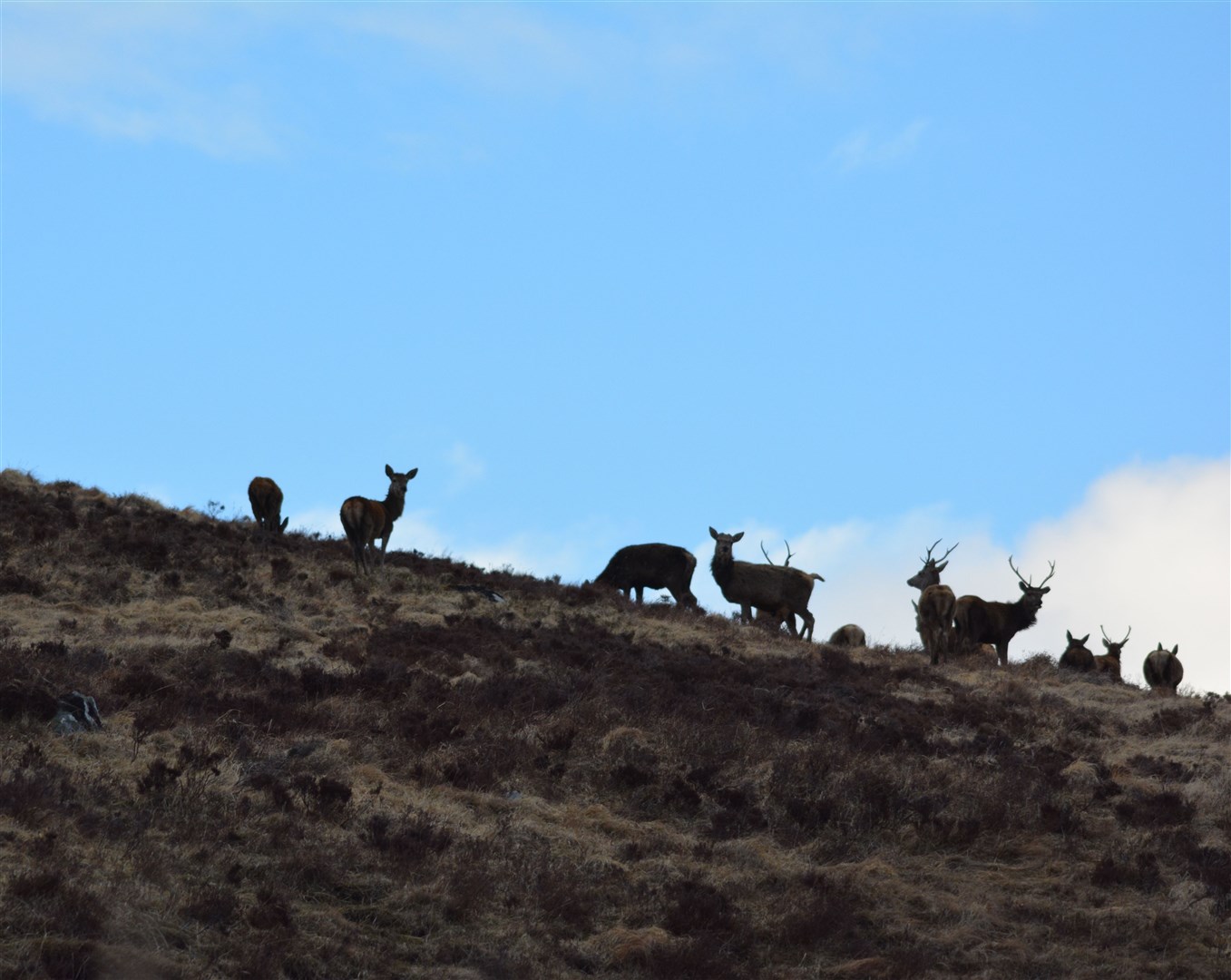 Deer cull will not be extended. Picture: BASC
