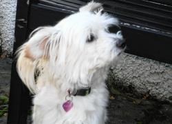 Paddy has now found a new home