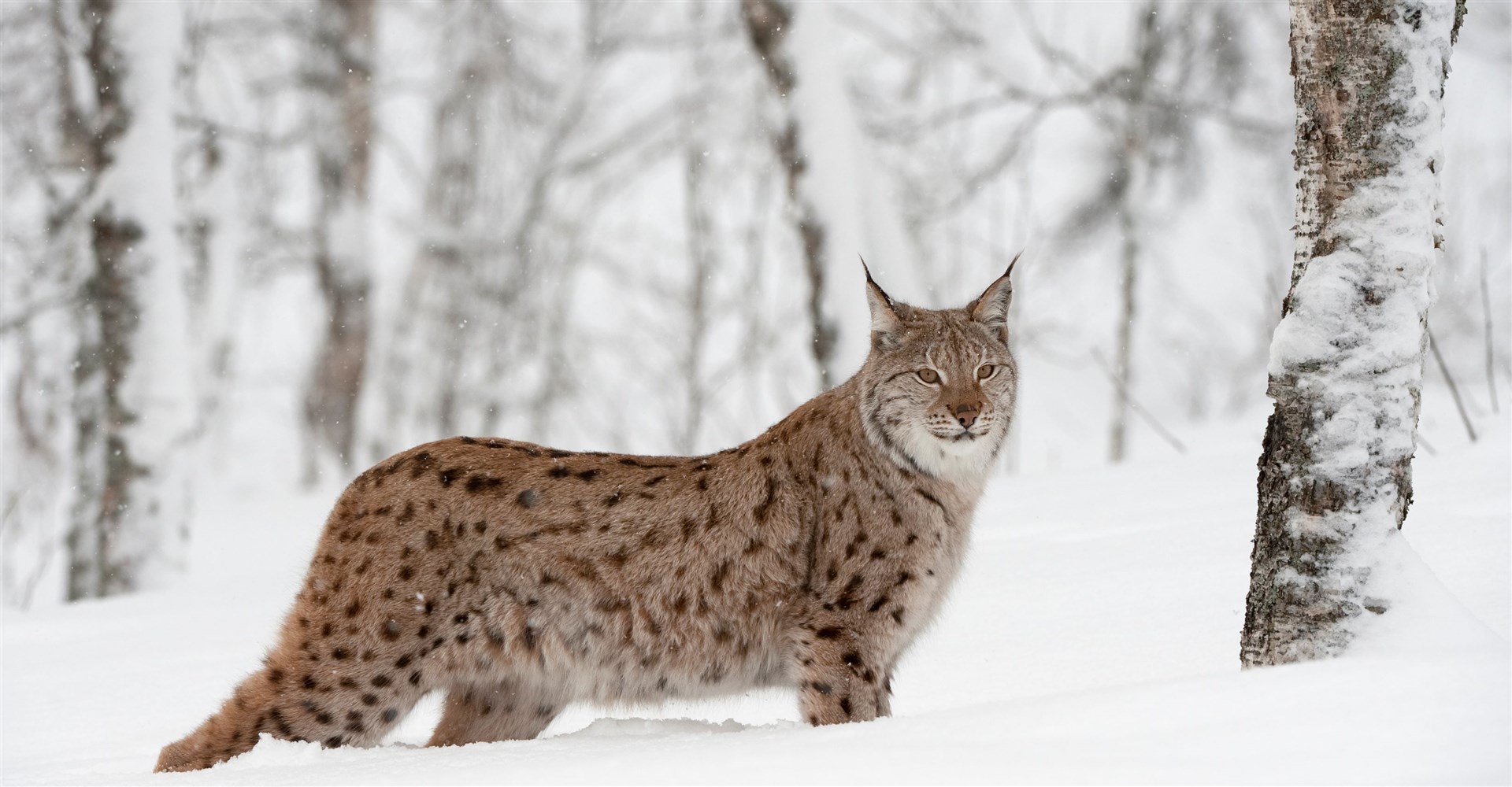 European Lynx (Lynx lynx) female in birch wood in winter (taken in controlled conditions). Norway. March 2009. (Scotland: The Big Picture)