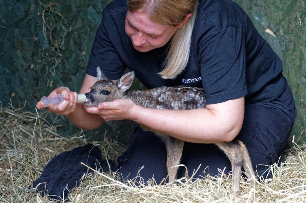 Martini the fawn and April Sorley, wildlife assistant