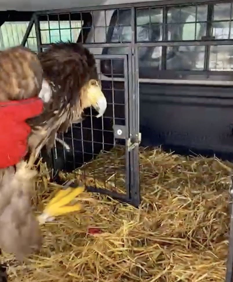 The Head Gamekeeper taking the injured eagle to the vet.