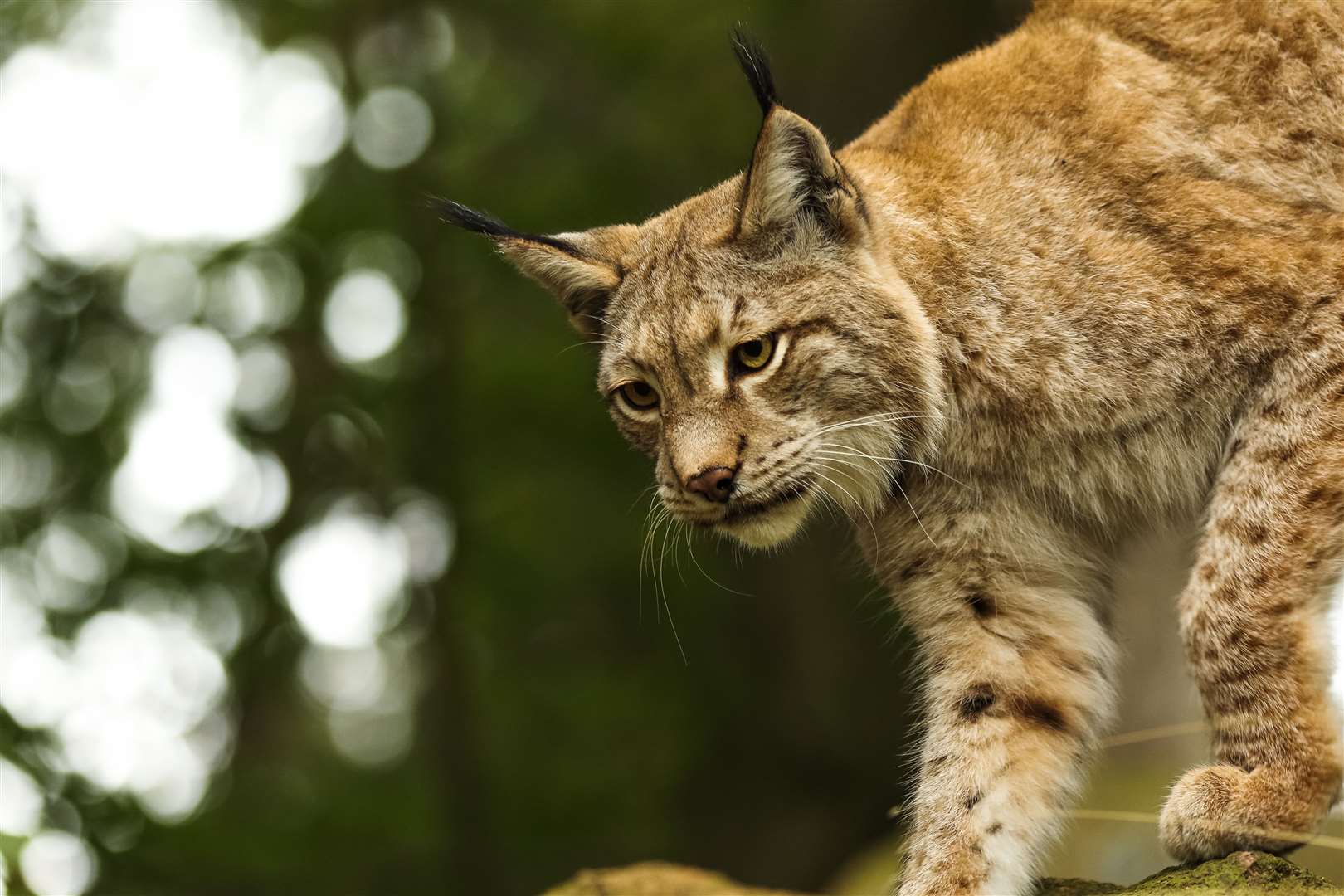 WATCH: First potential release site for reintroduction of lynx to Scotland  is announced