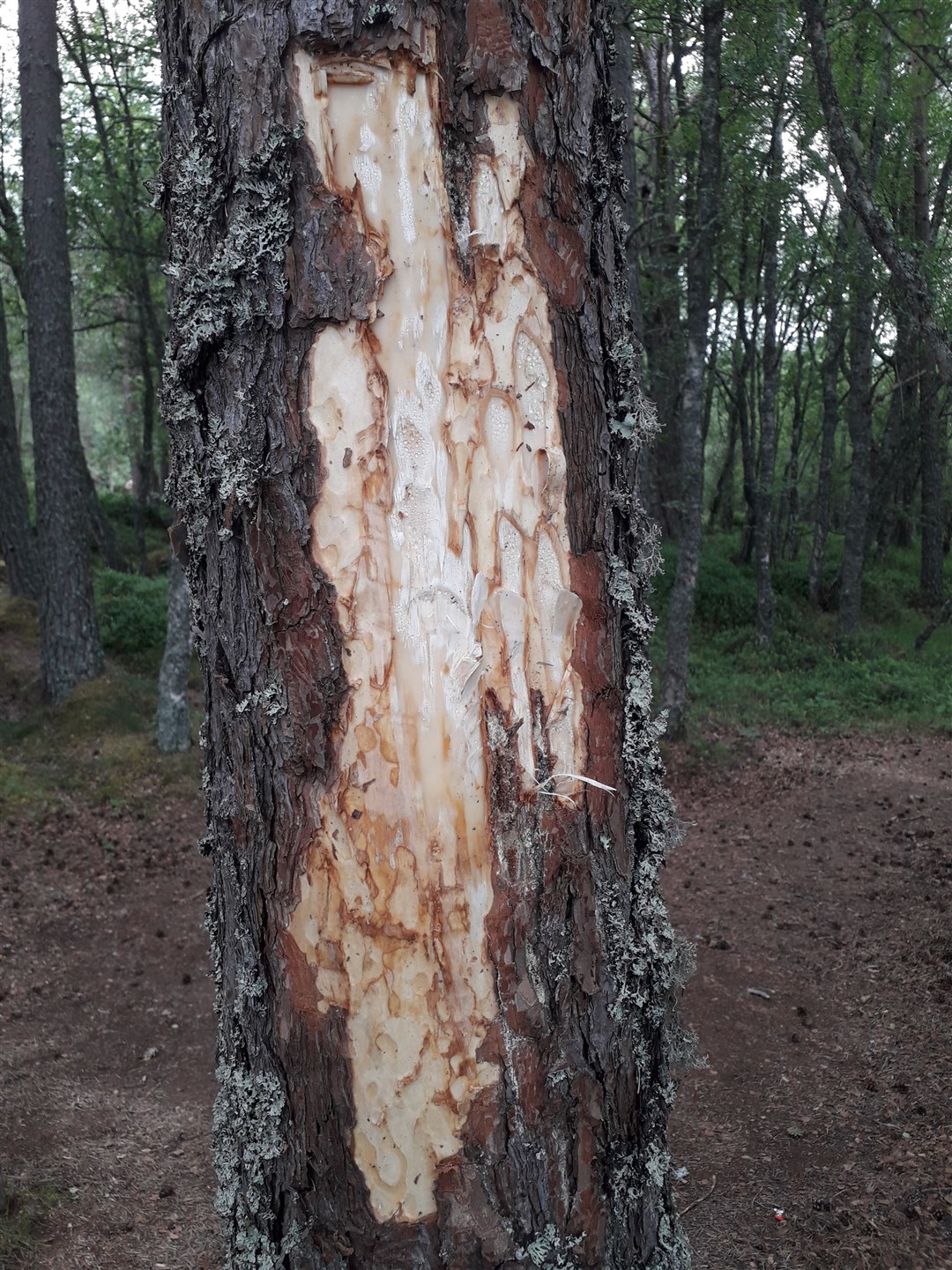 Damage has been caused to trees around the Loch Morlich area.