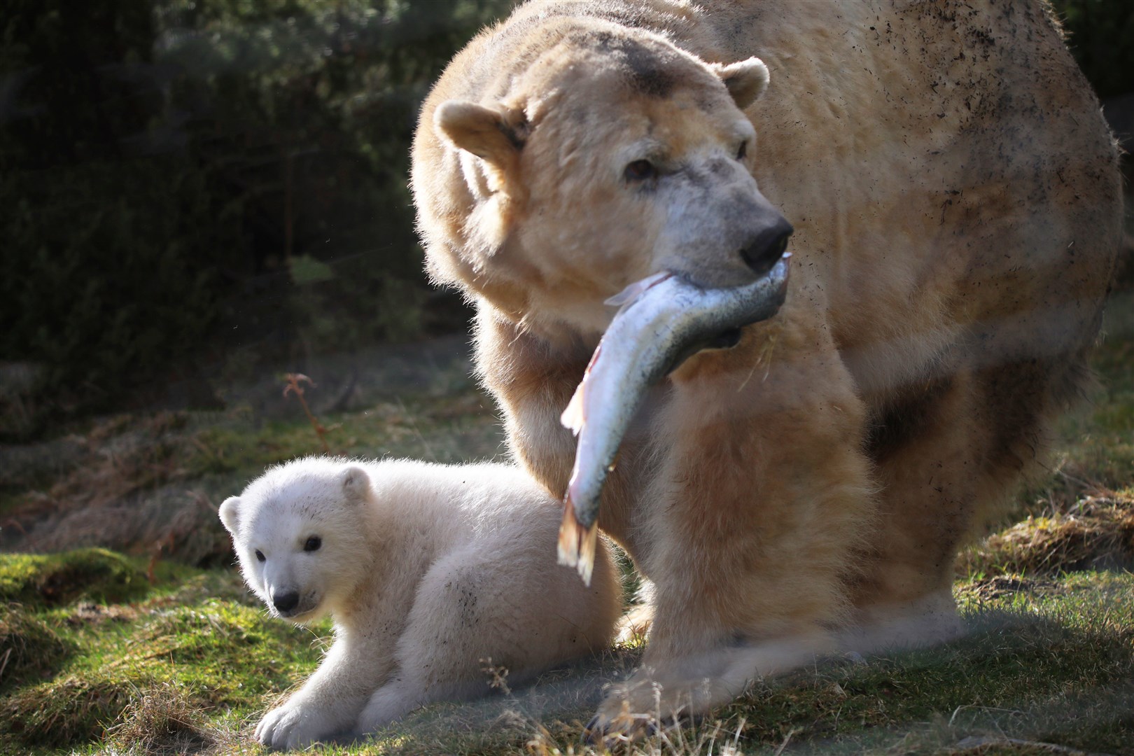 Victoria and Brodie at the Highland Wildlife Park. Videos and images supplied by the RZSS.