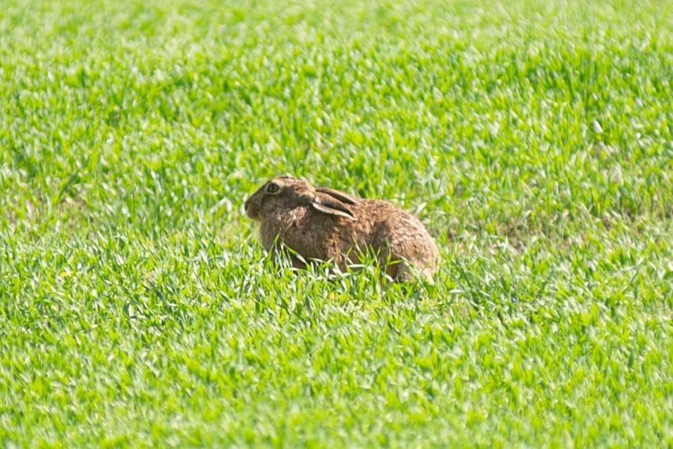 Run, hare, run...(Picture: Daniel Forsyth)